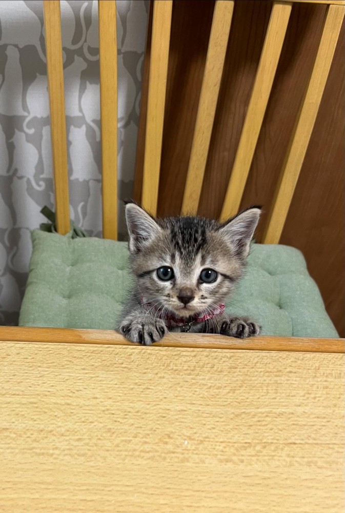 テーブルに前足を乗せる子猫