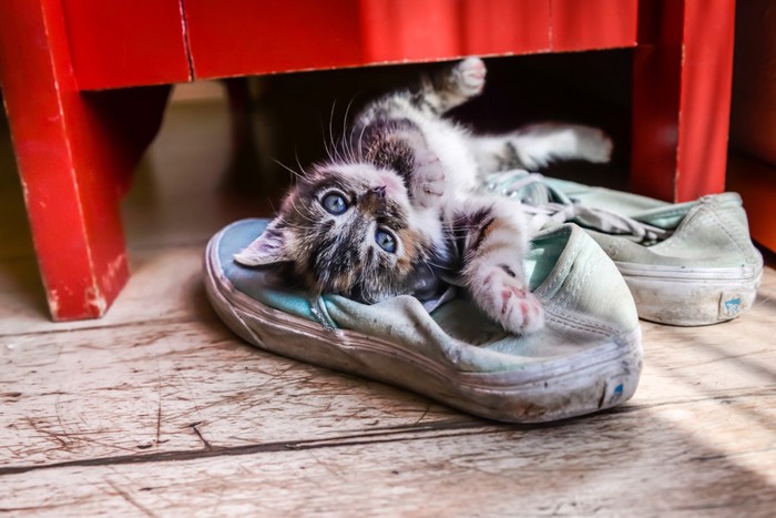 靴の上に寝転んでいる猫