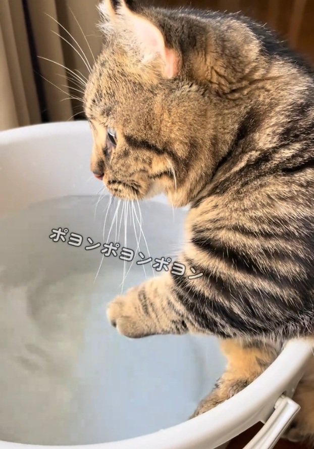 前を見る猫