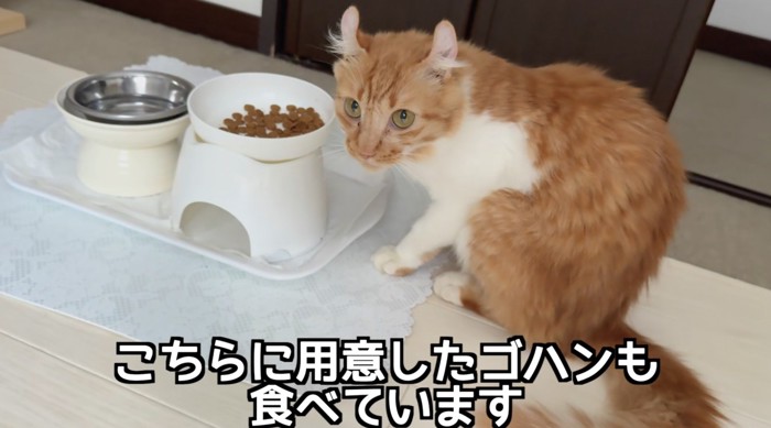 猫部屋のご飯もペロリ