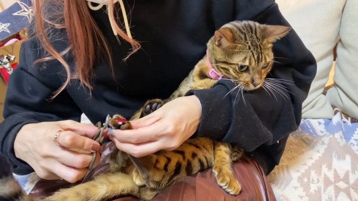 爪切りをするピンク色の首輪の猫