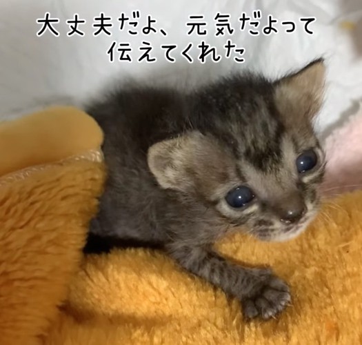 見上げるまりもちゃん