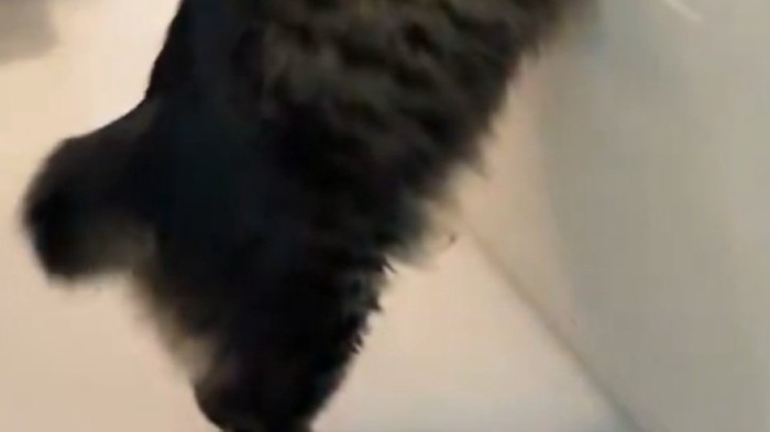 猫のおしりのアップ