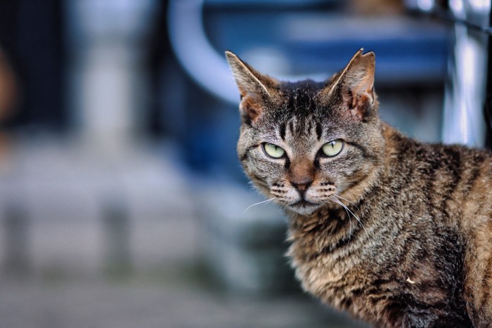 鋭い目つきの猫