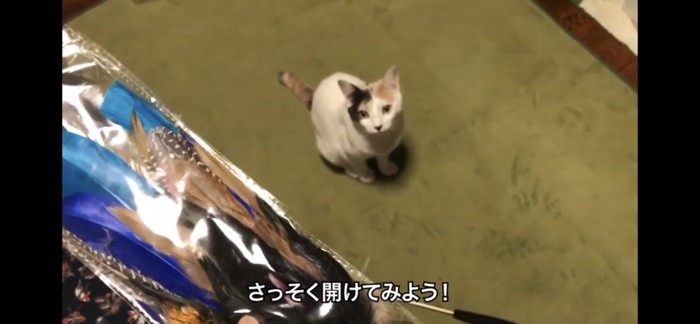 新しい猫じゃらし