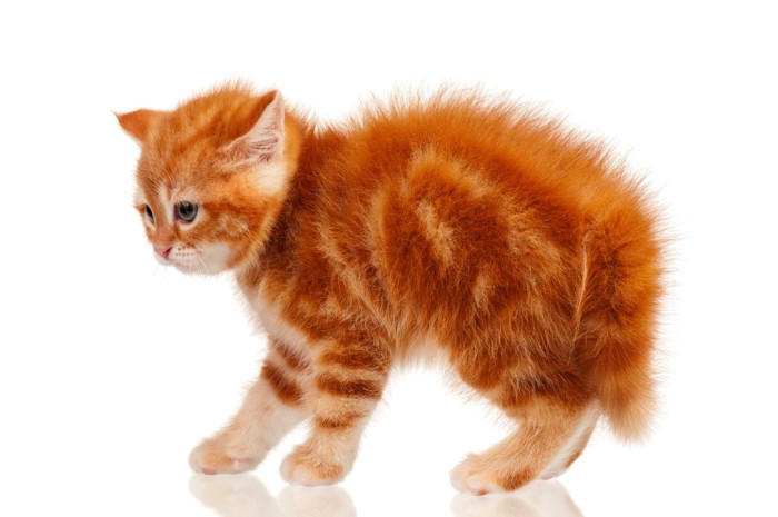 不安げな表情を浮かべる子猫