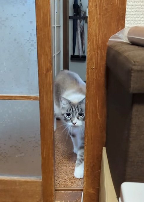 寄ってきた猫