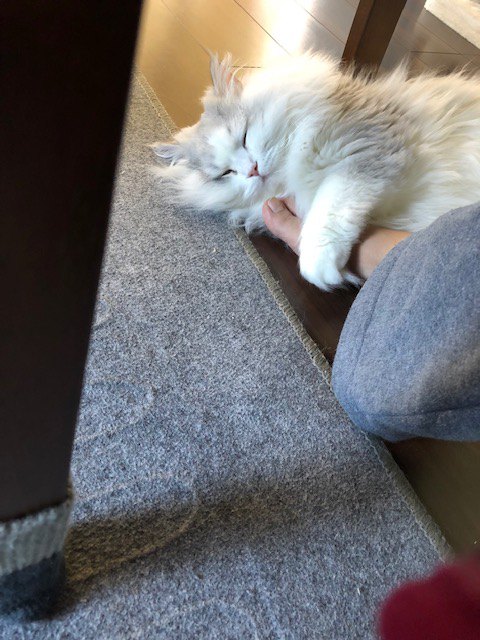 足にしがみつくマミ