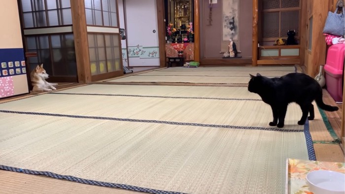 目が合う犬と猫