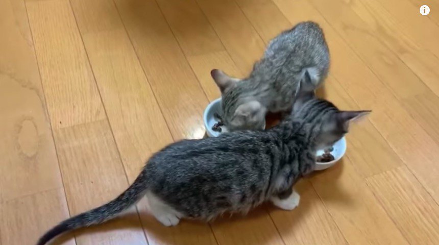 子猫たち