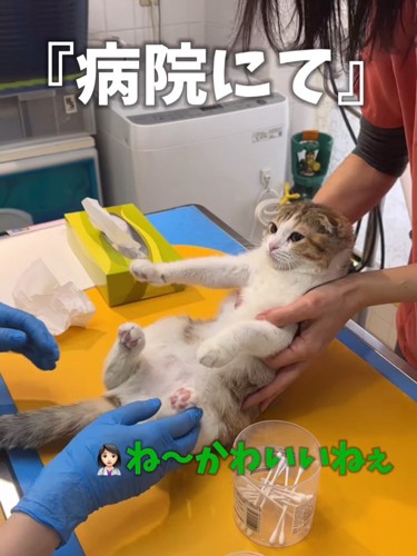 かわいいと言われる猫