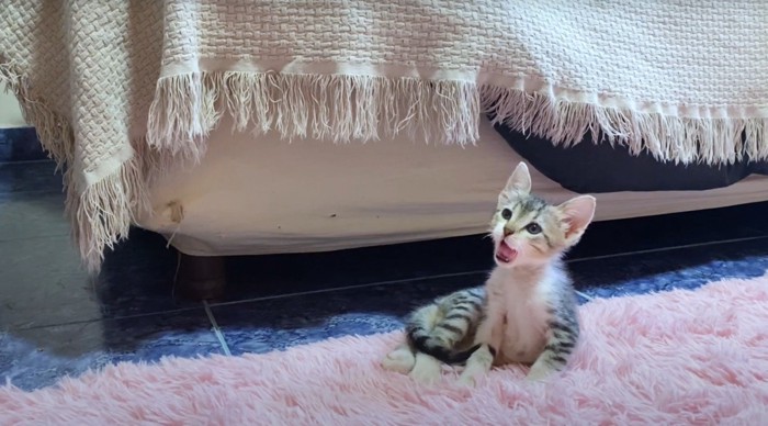 子猫