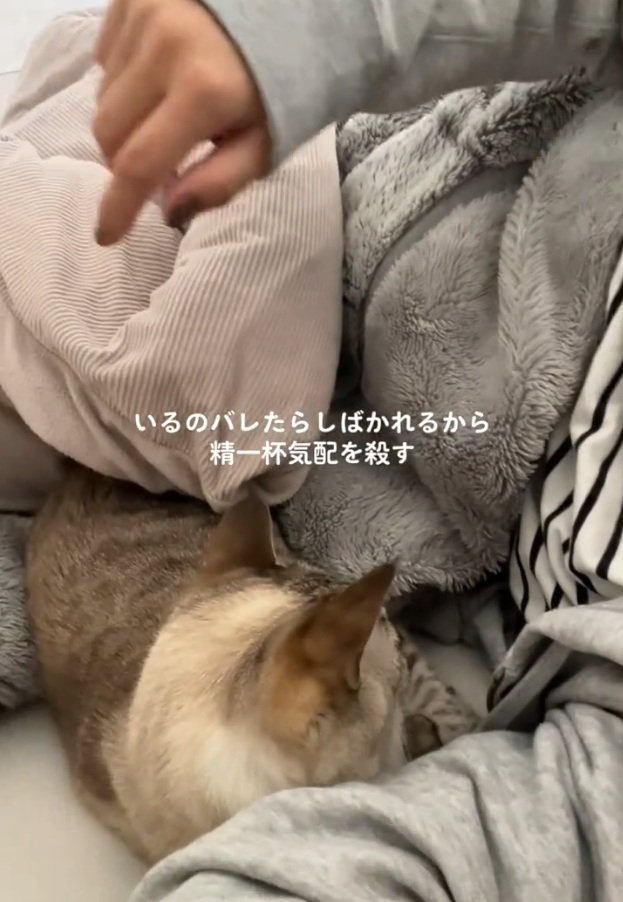 特等席を確保する猫