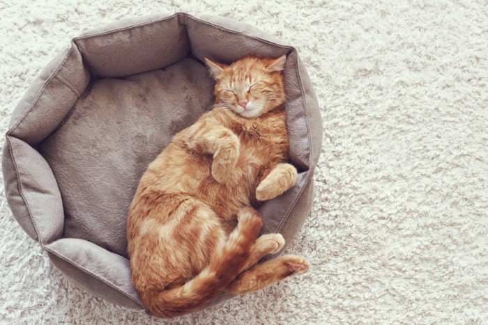ベッドで寝る猫