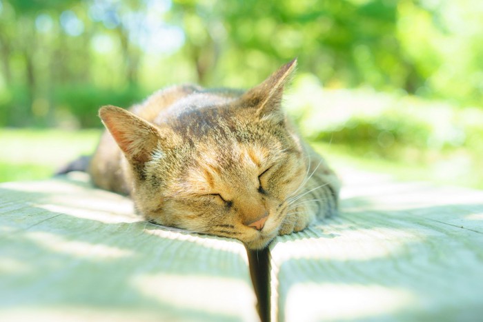 日向ぼっこしている麦わら猫