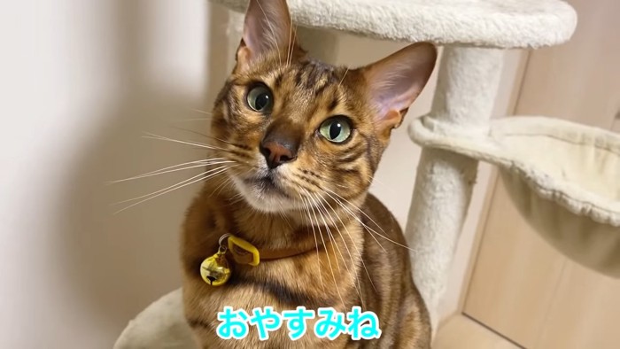 猫の顔