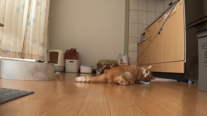 猫じゃらしで遊ぶ猫