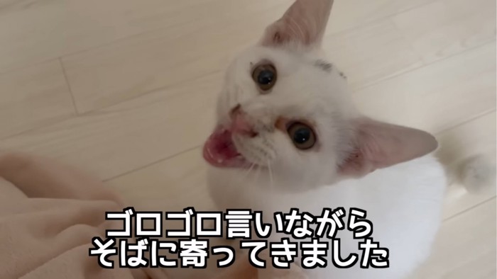 鳴く子猫