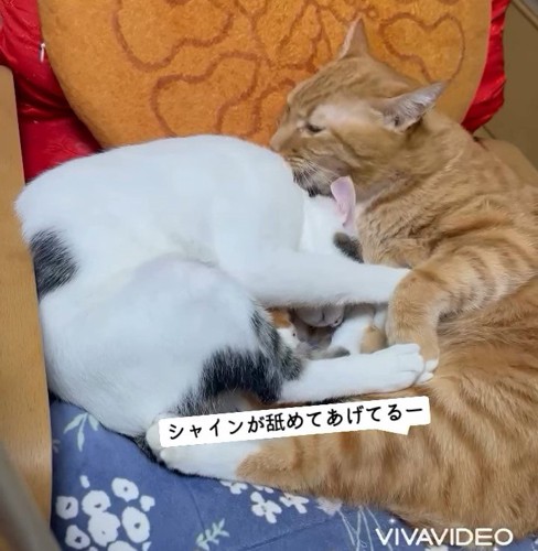 子猫をなめる猫