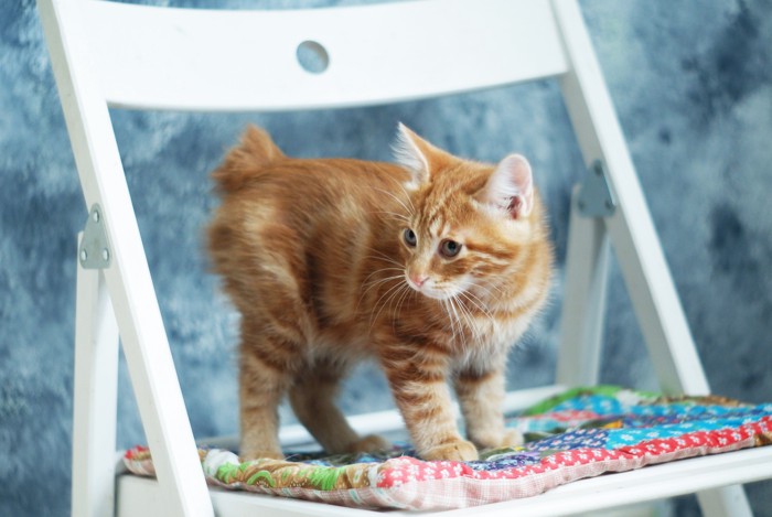 椅子に乗って周囲を観察するクリリアンボブテイルの子猫