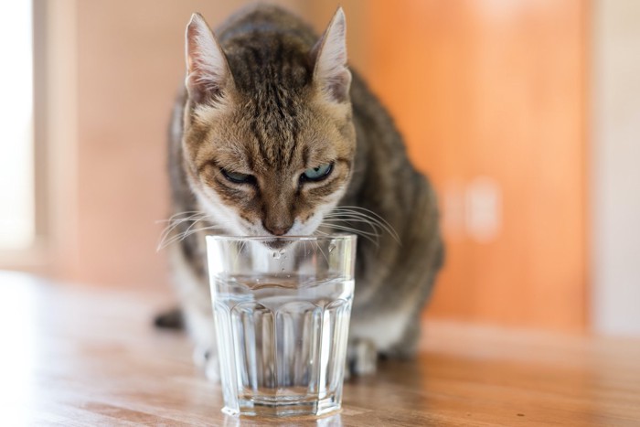 水を飲む猫