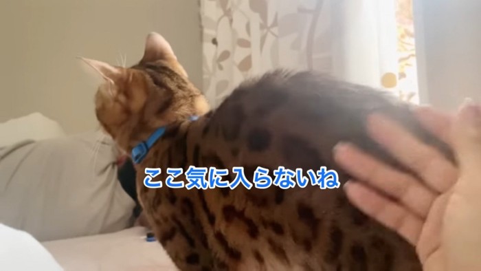 お尻をなでられる猫