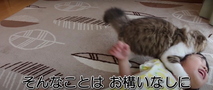 寝転んでいる子どもに飛びつく猫