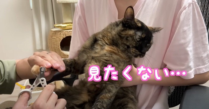 抱っこされて爪切りをされて右側を向くサビ猫