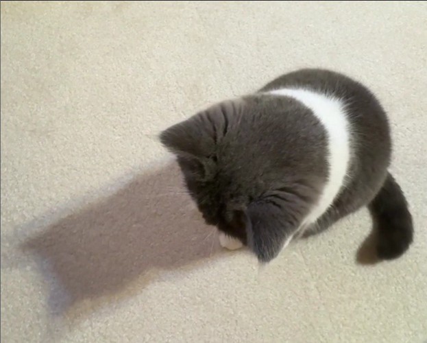 座って床を見ている猫