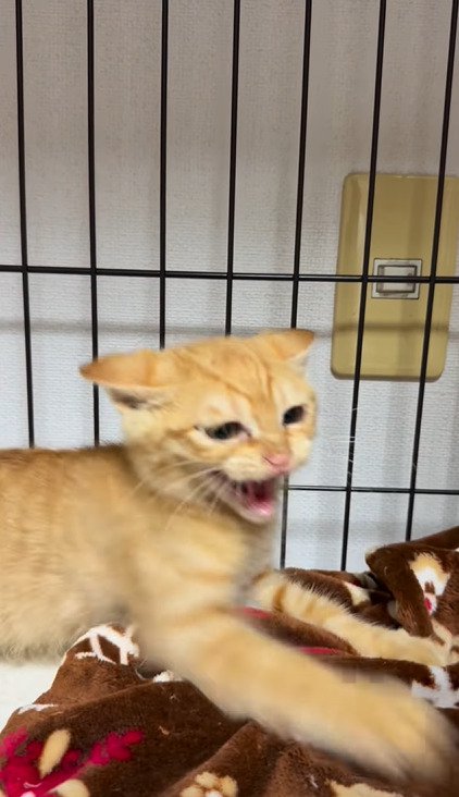 前足を振り上げながら威嚇する茶トラの保護子猫