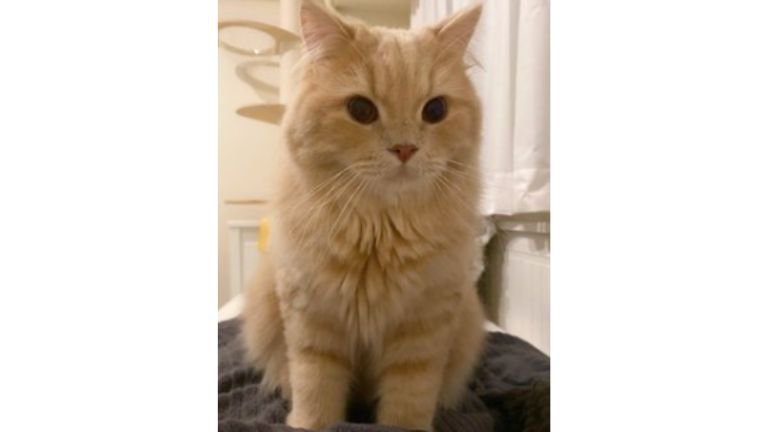 室内にいる猫