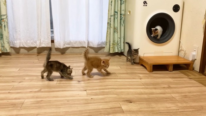 部屋を探索する4匹の子猫