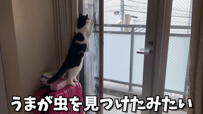 立ち上がる猫の後ろ姿