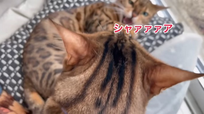 威嚇する猫と猫の後頭部