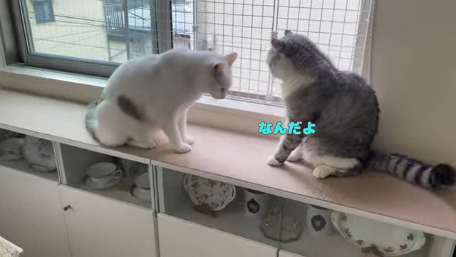 相手に詰め寄る猫と逃げ腰の猫