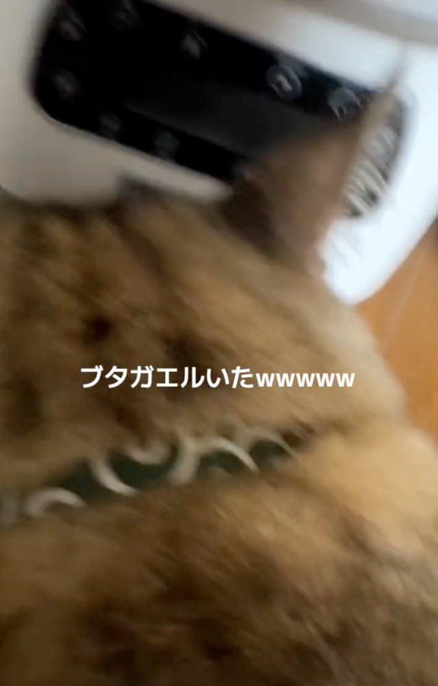 返事する猫