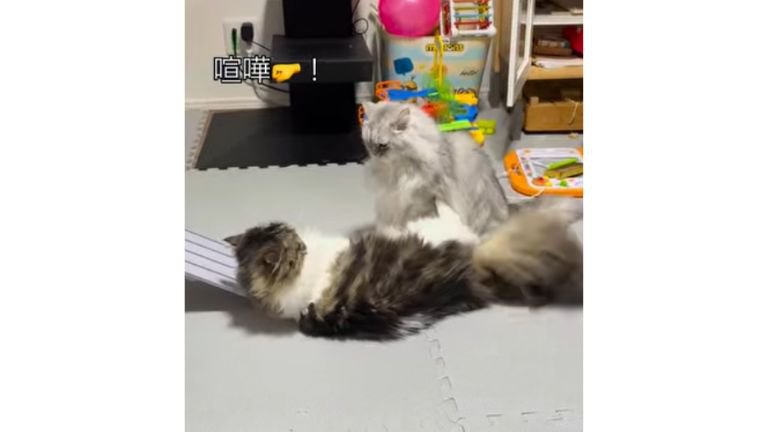ケンカする猫たち