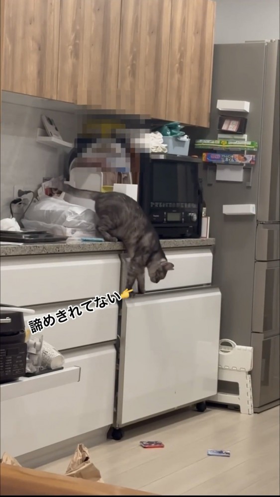 引き出しを開ける猫