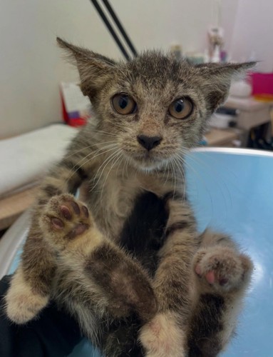 保護された子猫