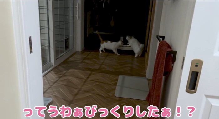 向かい合う猫