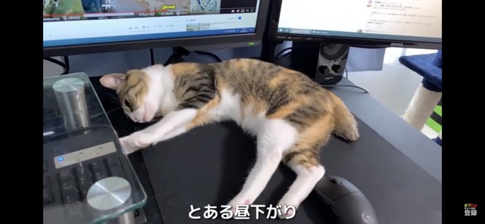 寝転がる猫