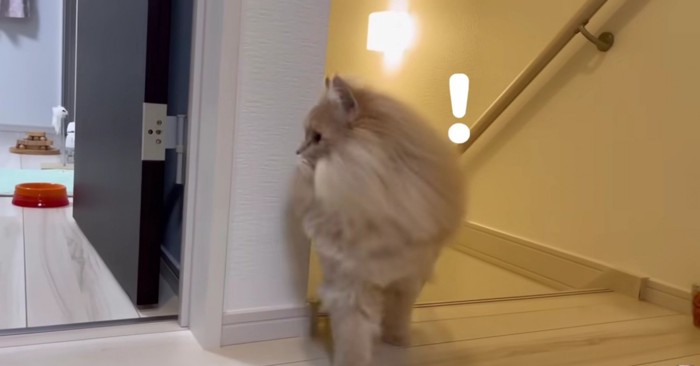 上の階に戻ってきたフランマさん