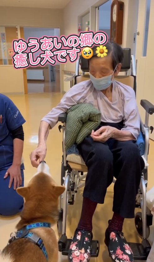 おばあちゃんの手の匂いを嗅いでいる柴犬