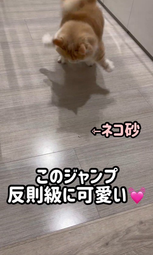 ジャンプをしている猫