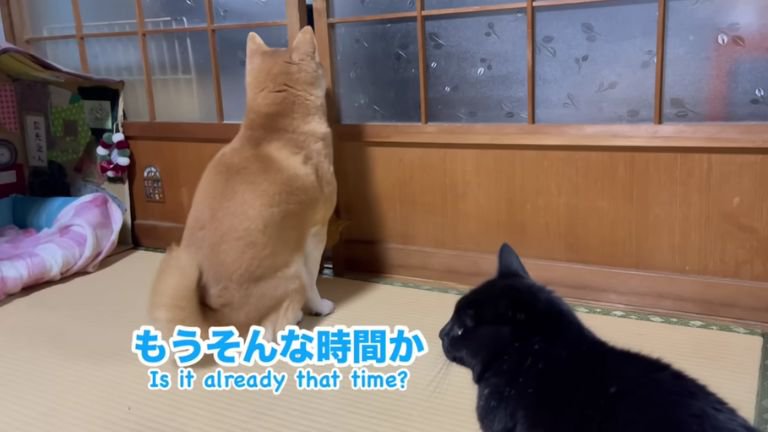 室内にいる猫と犬