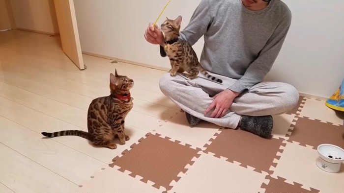 2匹の猫