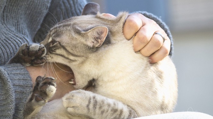 腕に噛みつこうとしている猫