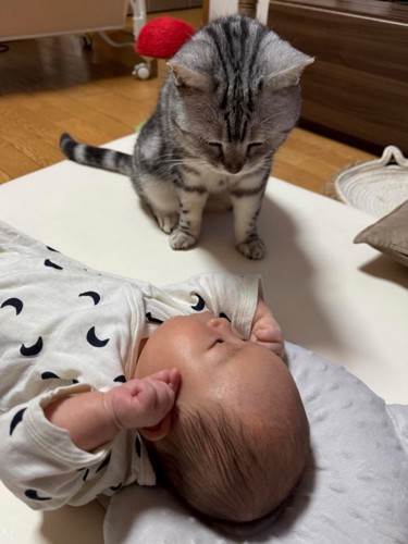 起きている赤ちゃんを見守る猫