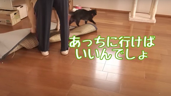 片付けをする女性と黒猫