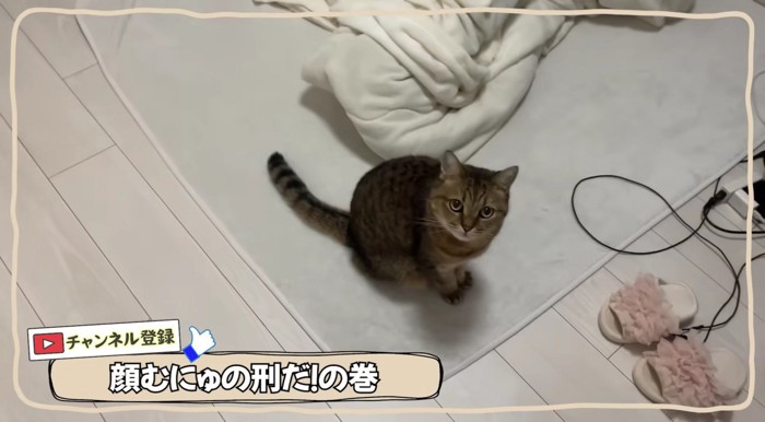 飼い主さんをお出迎えするみにらくん